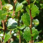 Betula nana Leaf