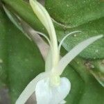 Angraecum angustipetalum