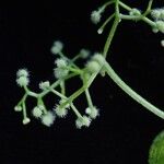 Galium elegans موطن