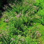 Origanum majorana Habit