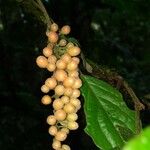 Picramnia teapensis Ovoce