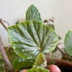 Begonia hirtella 葉