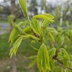 Acer buergerianum Blad
