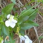 Viola elatior Flower