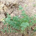 Sanguisorba minor Costuma