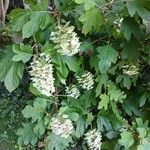 Hydrangea quercifolia Habitat