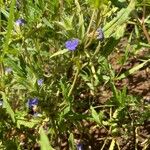 Blepharis linariifolia Fiore