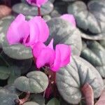 Cyclamen coum Цветок