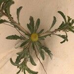 Asteriscus graveolens Virág
