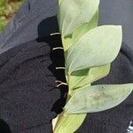 Polygonatum odoratum Blatt