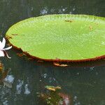 Victoria amazonica Yaprak