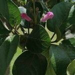 Delostoma integrifolium Žiedas