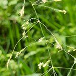Milium effusum പുഷ്പം