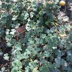 Geranium renardii Leaf