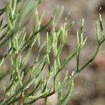 Limonium bellidifolium पत्ता