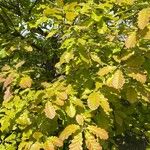 Quercus petraeaLeht