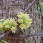 Xylosma grossecrenata Floare