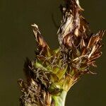 Carex ericetorum Muu