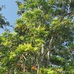 Castanospermum australe Лист
