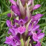 Dactylorhiza incarnata 花