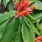 Aphelandra sinclairiana Flower