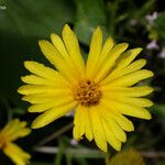 Madia elegans Flower