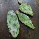 Opuntia triacanthos Folha