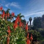 Aloe arborescens Flor