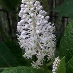 Phytolacca esculenta Квітка