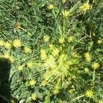 Sanicula arctopoides Hoja