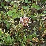 Trifolium thalii ফুল