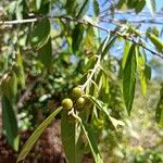 Bridelia micrantha Fruit