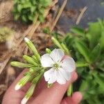 Silene hifacensis Flower