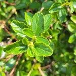 Ceanothus arboreus葉