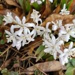 Scilla bifolia 花