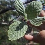 Sorbus ariaFuelha