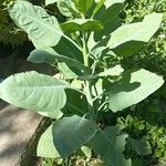 Nicotiana glauca Habitatea