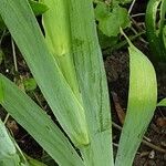 Sisyrinchium striatum Листок