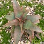 Aloe elgonica List