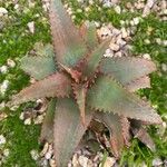 Aloe elgonica পাতা