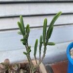 Crassula muscosa Leaf