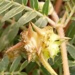 Tribulus terrestris फल