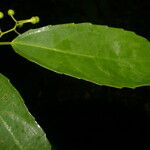 Hasseltiopsis dioica Hoja