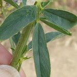 Medicago sativa Leaf