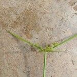 Cyperus difformis Fula