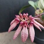 Bulbophyllum longiflorum Λουλούδι