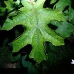 Solanum capsicoides Leaf