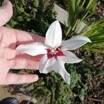 Gladiolus murielae Blüte