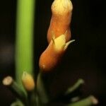 Gurania lobata फूल