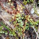 Lysimachia tenella Blatt